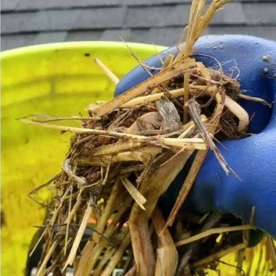 Close-up of a blue-gloved hand holding a mix of dried plant material in a yellow container, set against a dark surface.